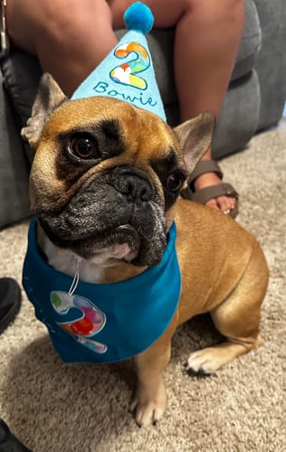Customer photo review of Personalized Dog Party Pack