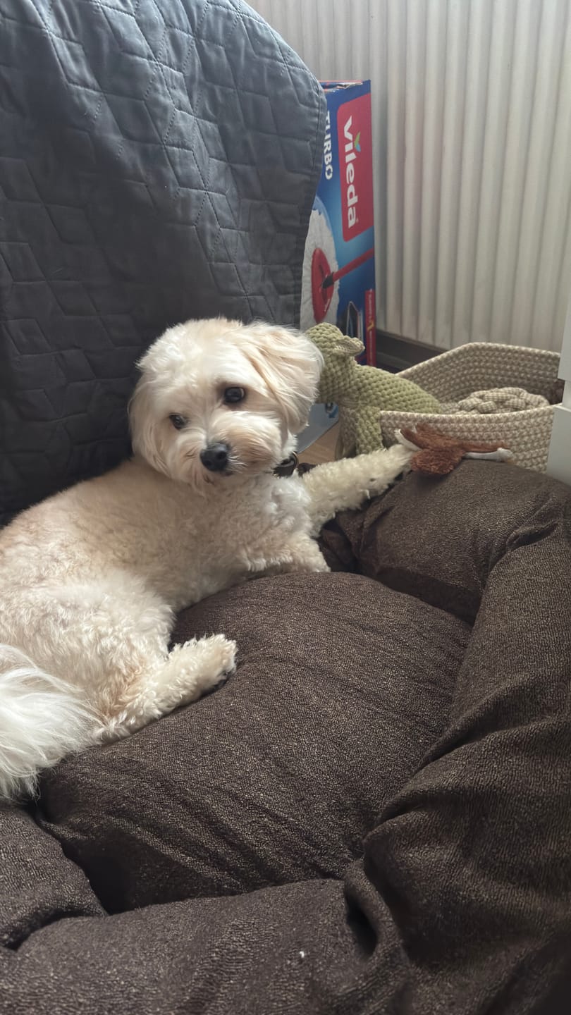 Customer photo review of Staey - Luna 3.0 Hundeseng, Dune Fløjl
