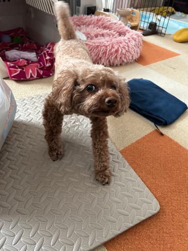 Customer photo review of FunFunPet 高機能ハーネス（お名前タグ作成サービス付き）