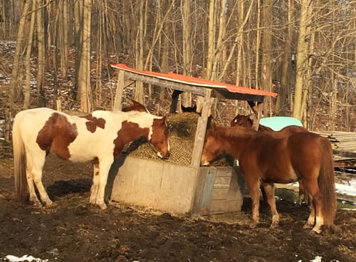 Customer photo review of 4 For $100 Deal