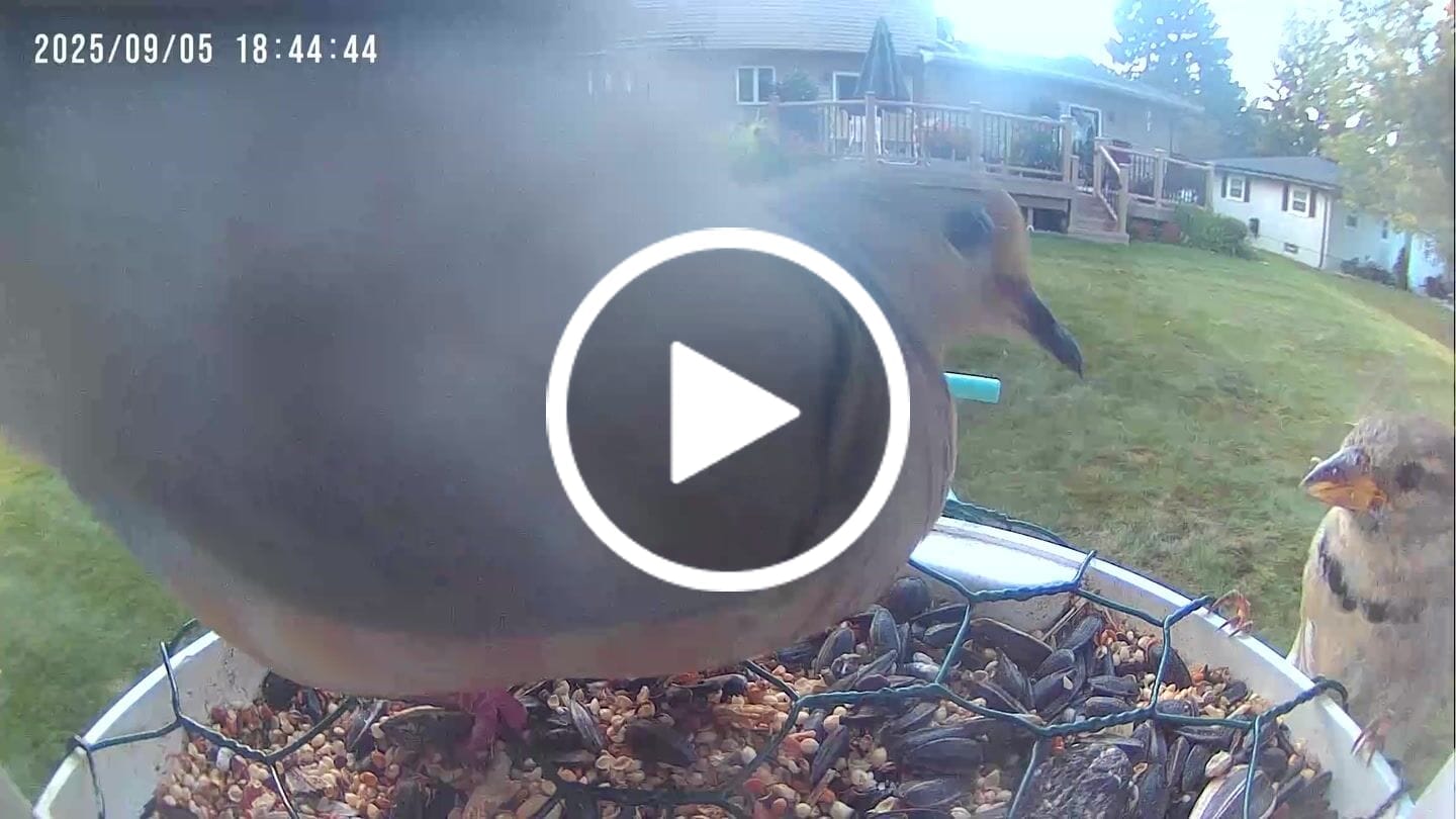 Customer video review of Birdfy Feeder with Solar Panel - Solar-Powered Smart Bird Feeder with Camera
