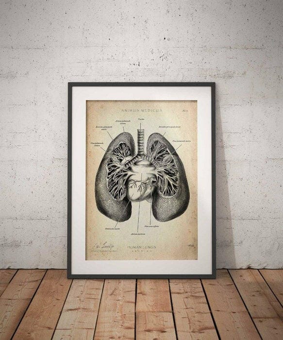 Customer photo review of Lungen Anatomie
