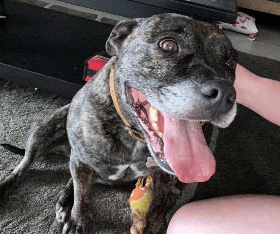 Customer photo review of Canine Joint Plus™️ 250g
