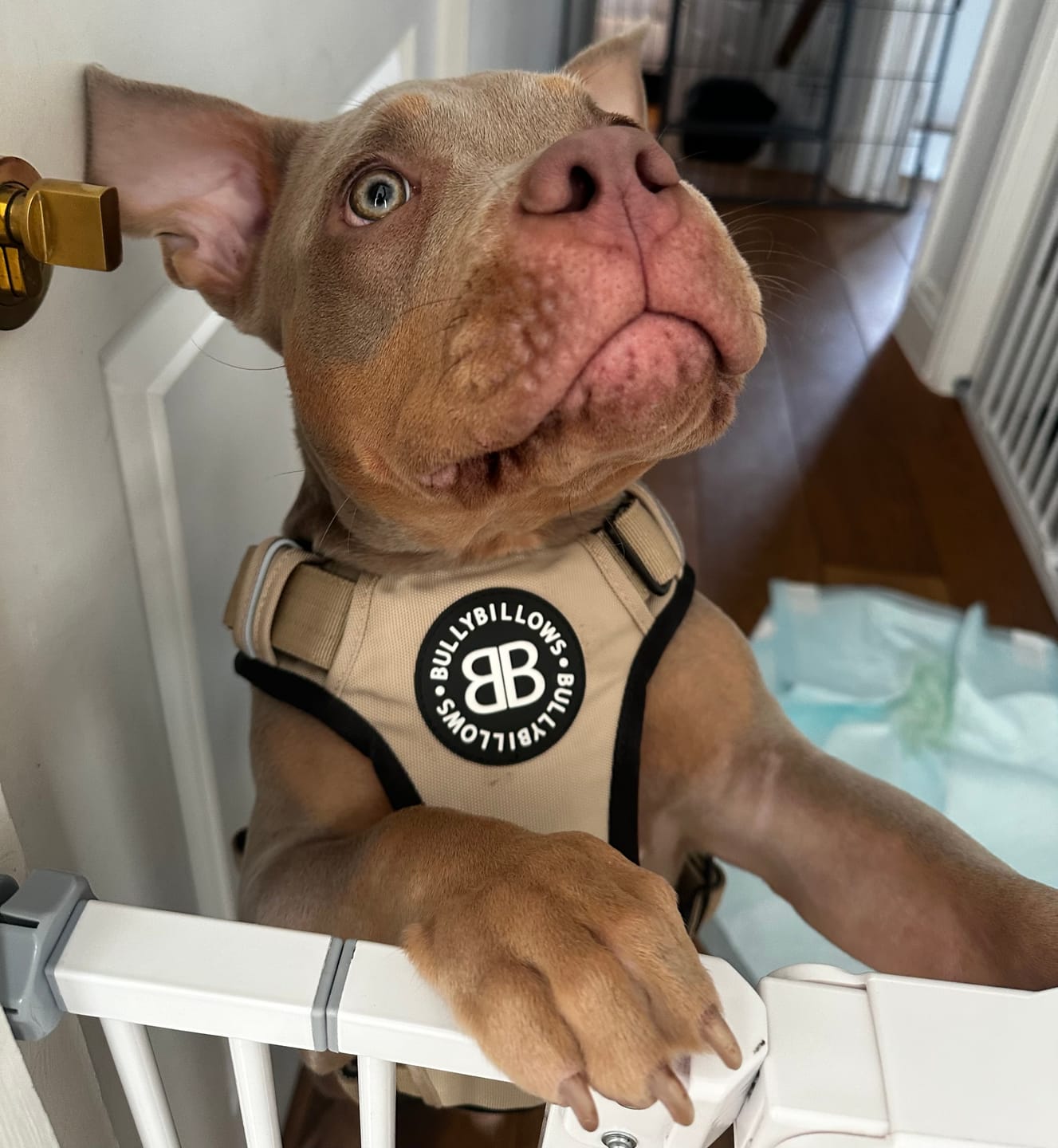 Customer photo review of Comfort Premium Harness | Non Restrictive - Tan