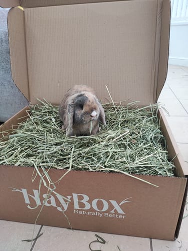 Customer photo review of Timothy Hay Box 'Blend'