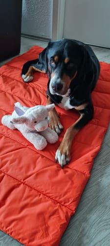 Customer photo review of Nomad - Outdoor Hundematte