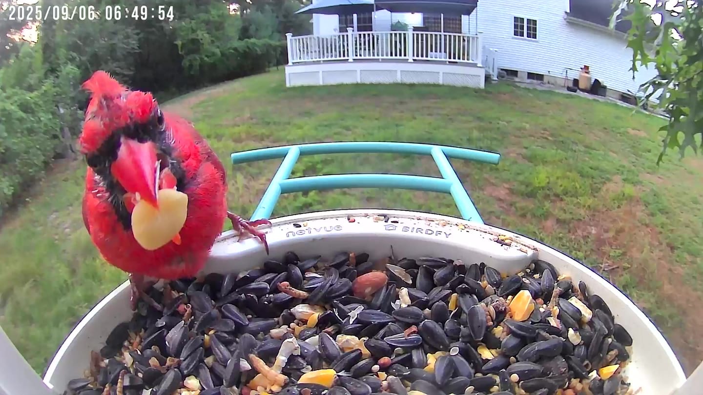Customer photo review of Birdfy Feeder with Solar Panel - Solar-Powered Smart Bird Feeder with Camera