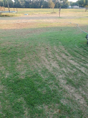 Customer photo review of GCI Turf Spreader Elite Grass Seed