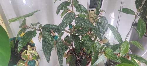 Customer photo review of Begonia 'Little Miss Sherri' aff.