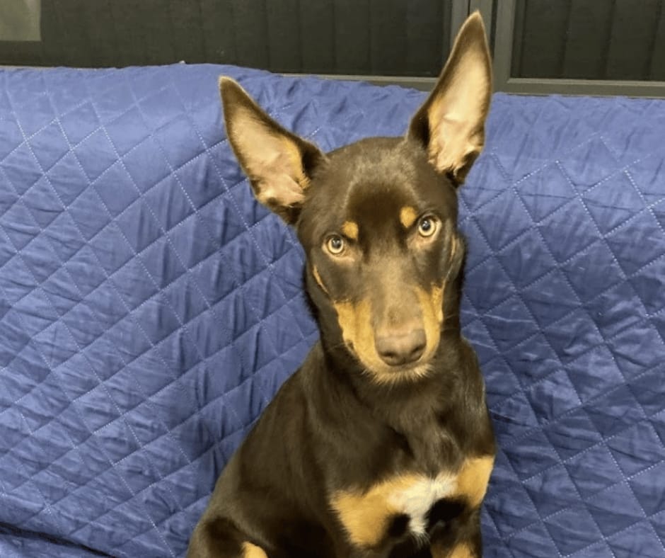 Customer photo review of Canine Joint Plus™️ 500g
