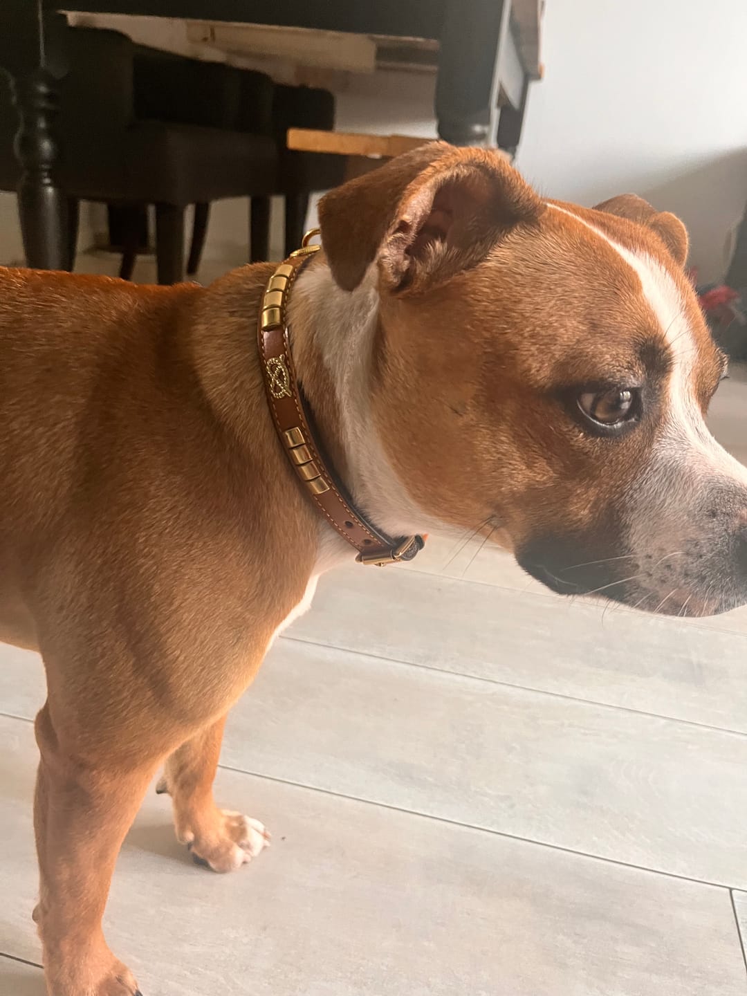 Customer photo review of Staffordshire Bull Terrier 1935® Show Collar & Leash Set - Eik's Champion Edition - Cognac & Gold