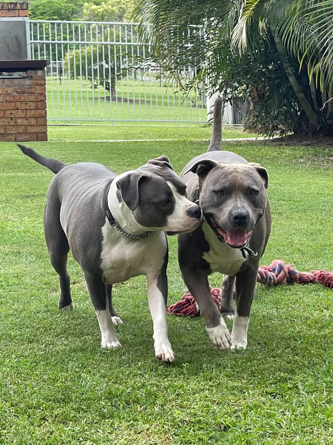 Customer photo review of Canine Joint Plus™️ 250g