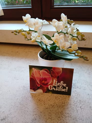 Customer photo review of Bonsaiorchidee Nazare mit weißen Blüten und 4+ Rispen inkl. Keramik