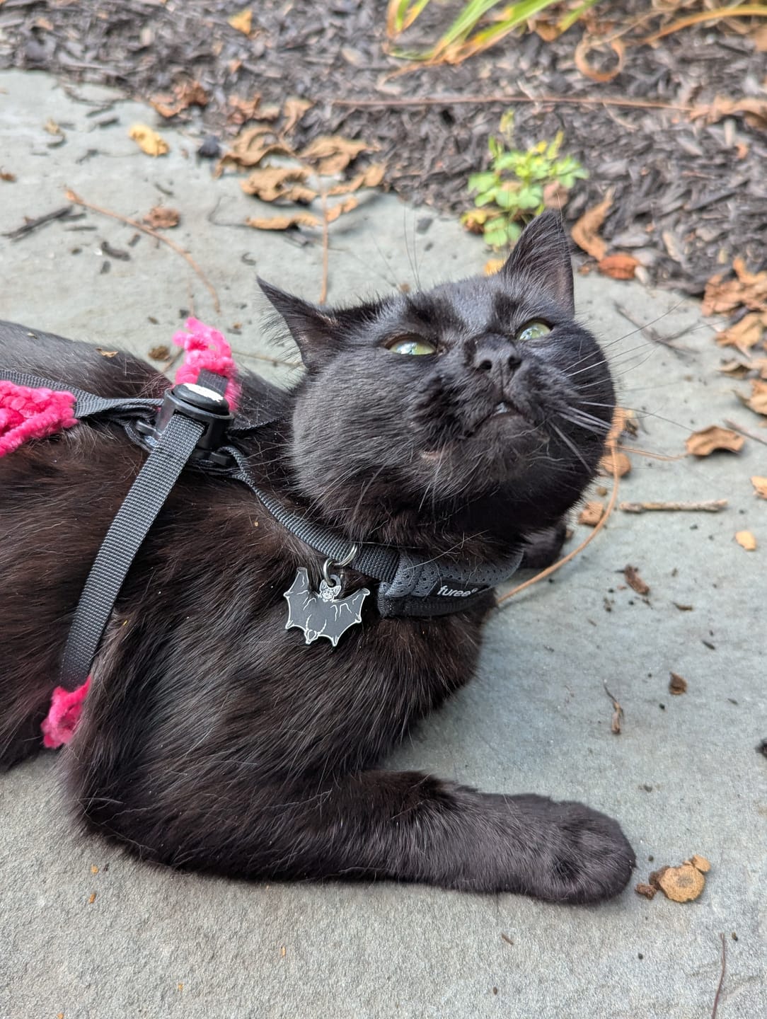 Customer photo review of PET TAG