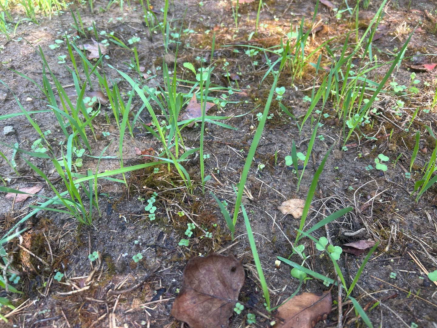 Customer photo review of Late Season Brassicas