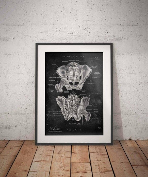 Customer photo review of Hüftgelenk Anatomie - Chalkboard