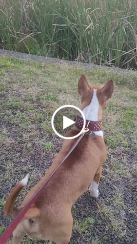 Customer video review of Leather Dog leash - Ruffneck Cherry & Brass