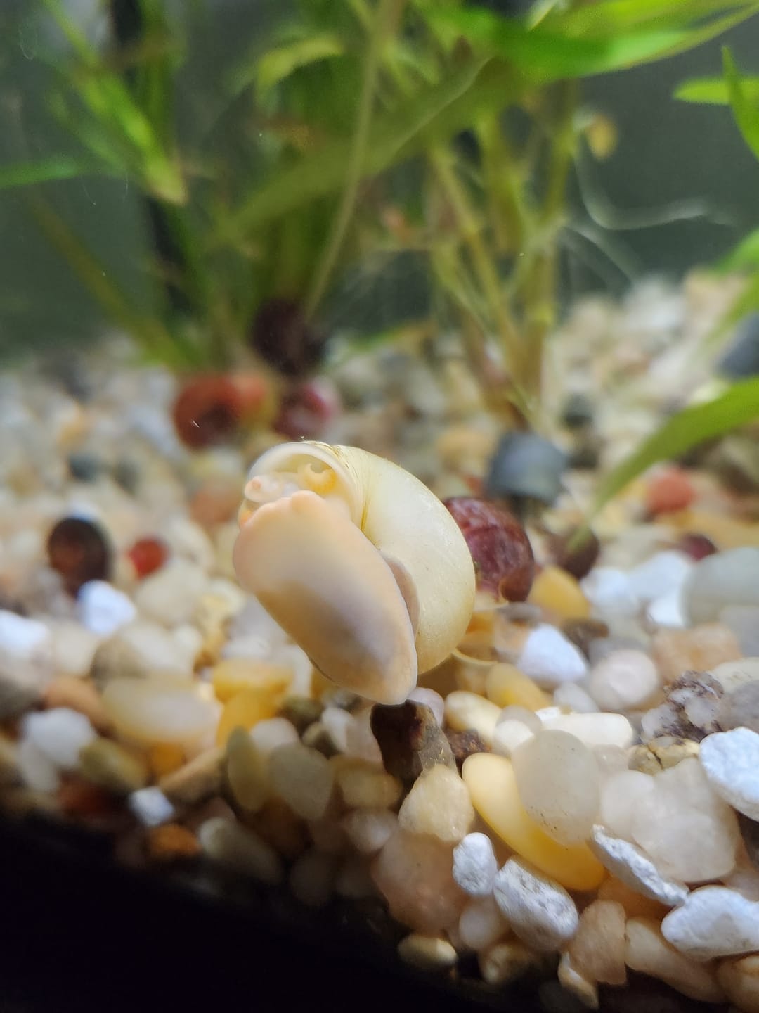 Customer photo review of Ivory Mystery Snail