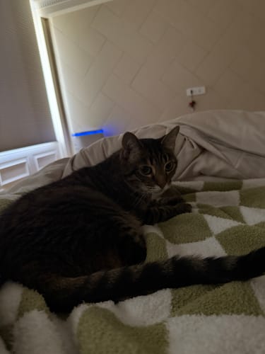 佩恩 review of 復古大棋盤格 親膚絨面沙發蓋毯 image 1 out of 1