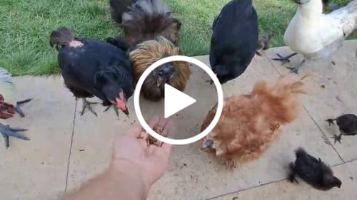 Customer video review of BSF Larven - getrocknete Soldatenfliegenlarven