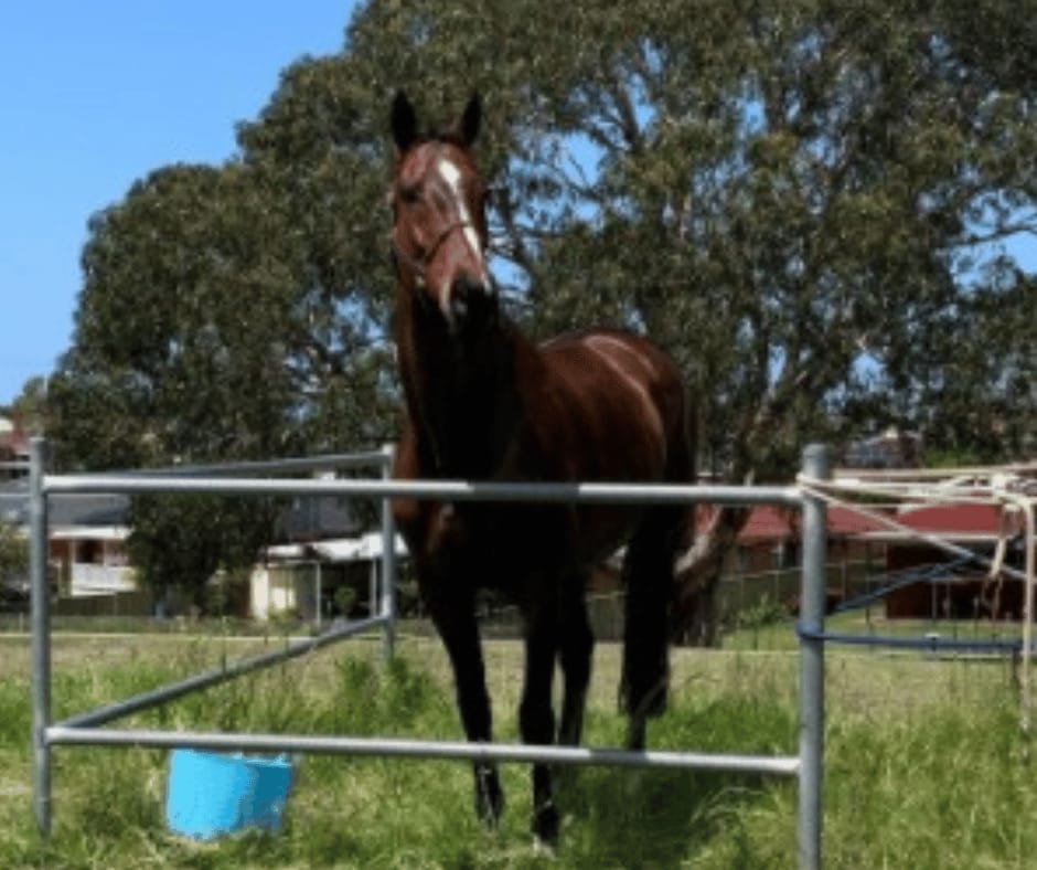 Customer photo review of Equine Joint Plus™️ 2kg