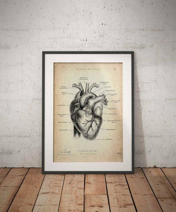 Customer photo review of Herz Anatomie