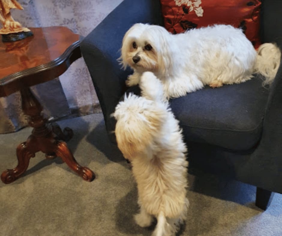 Customer photo review of Canine Joint Plus™️ 500g