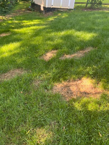 Customer photo review of GCI Turf Spreader Elite Grass Seed