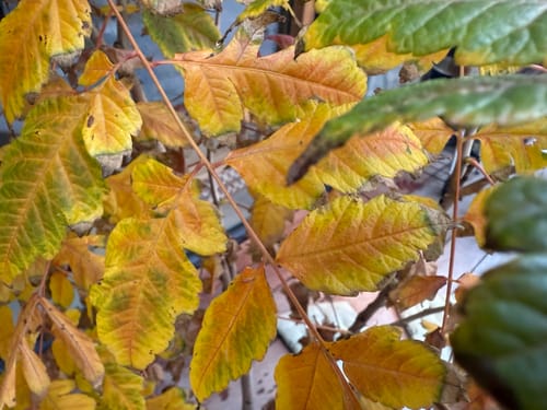 Customer photo review of Gele Zeepboom - Koelreuteria Paniculata (Lampionboom)