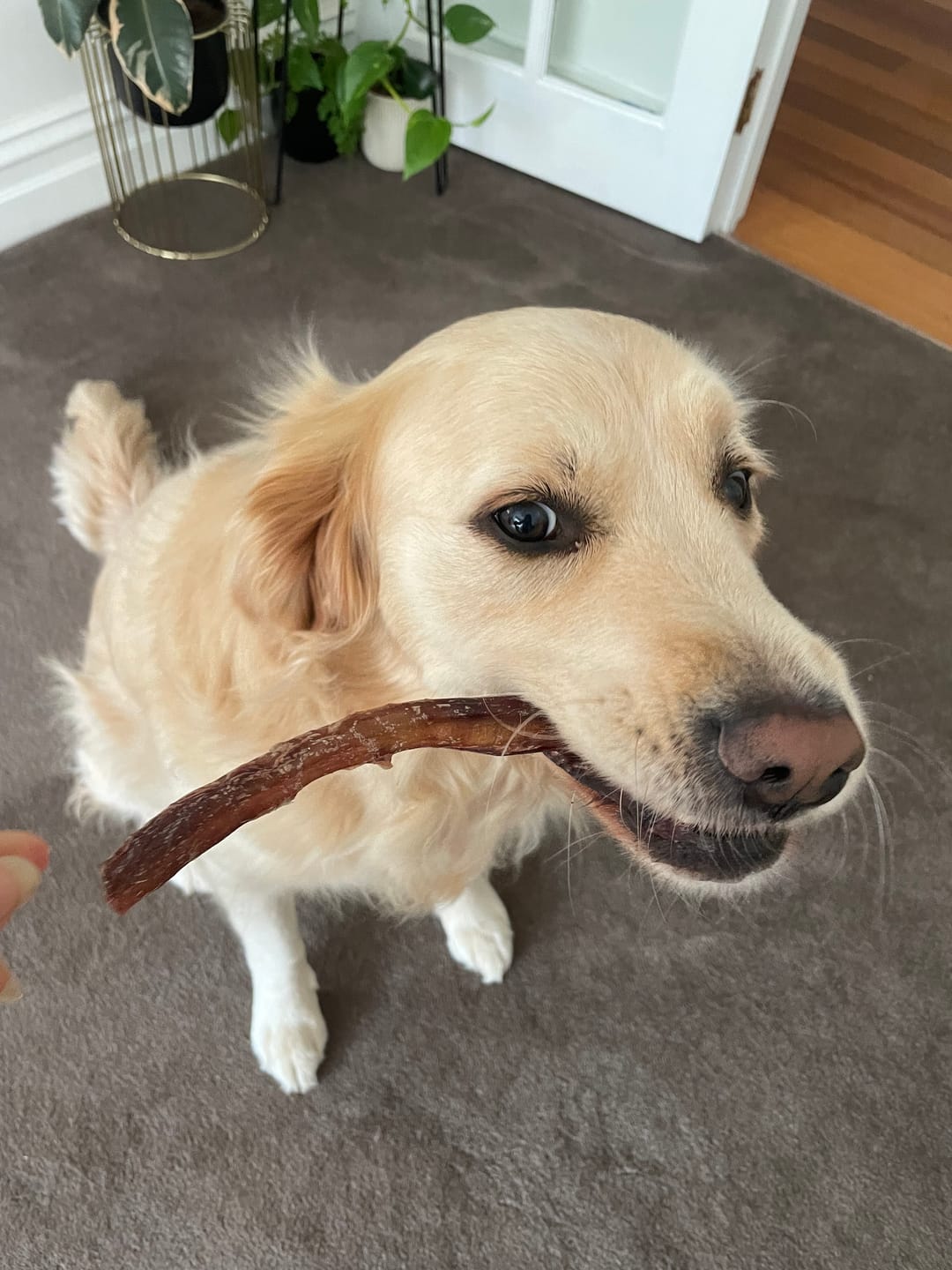 Customer photo review of Beef Pizzle (THICK & Long)