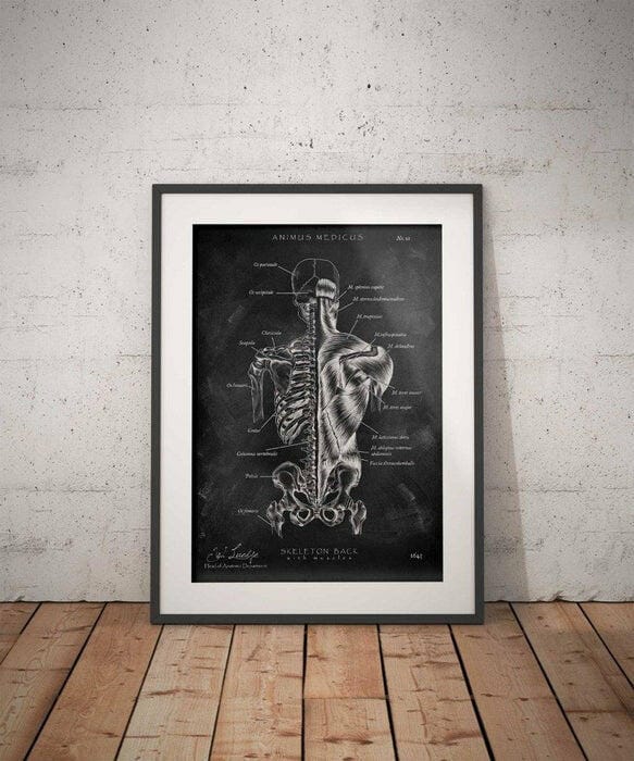 Customer photo review of Rücken Anatomie | Knochen und Muskeln - Chalkboard