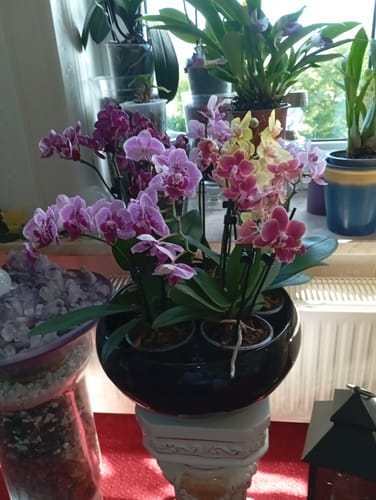 Customer photo review of Table Dance Testsorte mit schwarz-roten Blüten und 2 Rispen