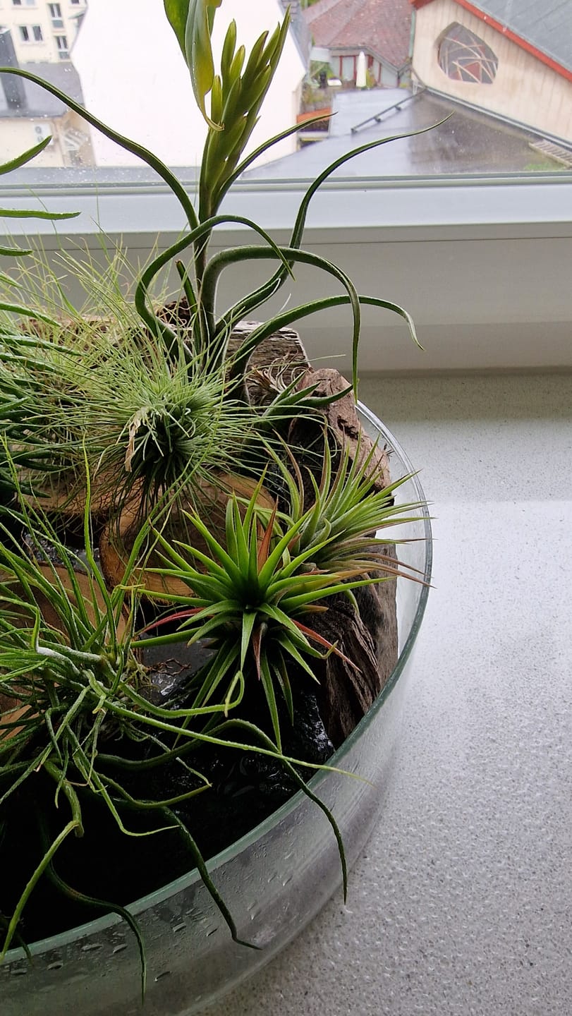 Customer photo review of Tillandsia ionantha 'Red Marble'