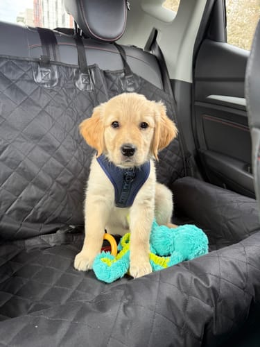 Customer photo review of Car Seat Cover