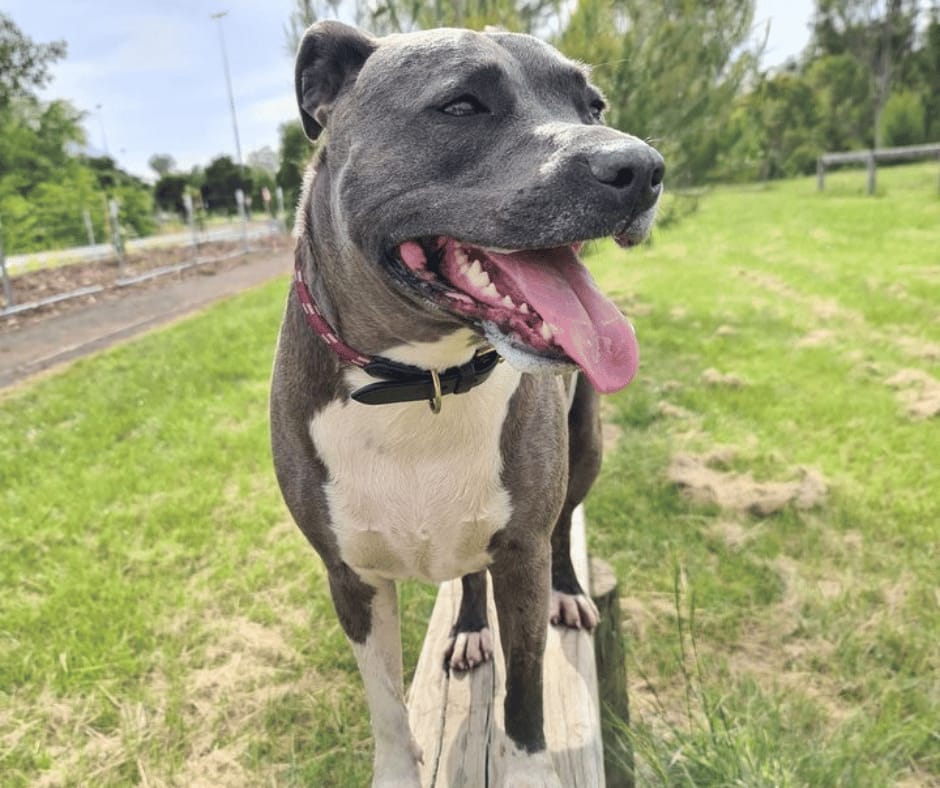 Customer photo review of Canine Joint Plus™️ 250g