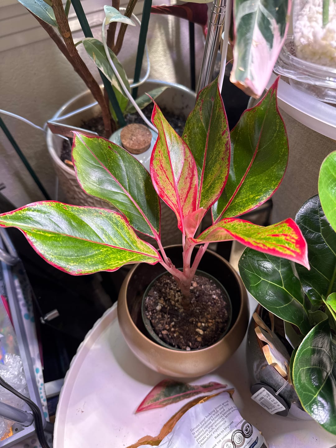 Customer photo review of Aglaonema 'Jasper Jones'