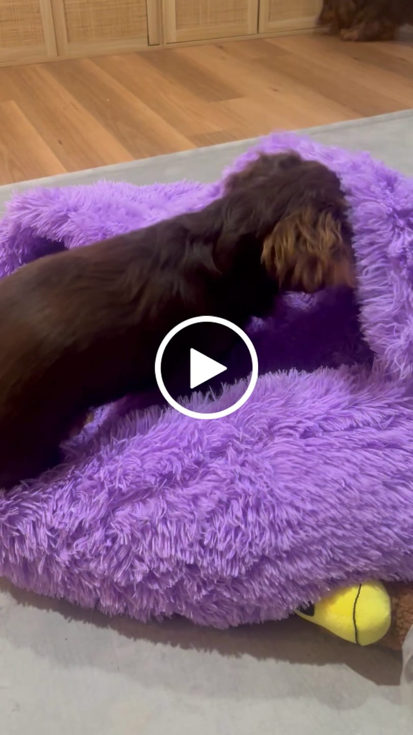 Customer video review of Oodle-Doo Burrow Bed