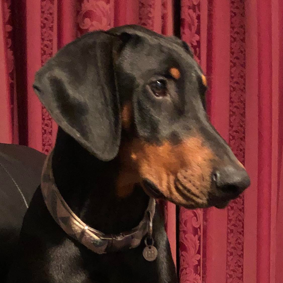 Customer photo review of Equine & Canine Joint Plus™️ Bundle