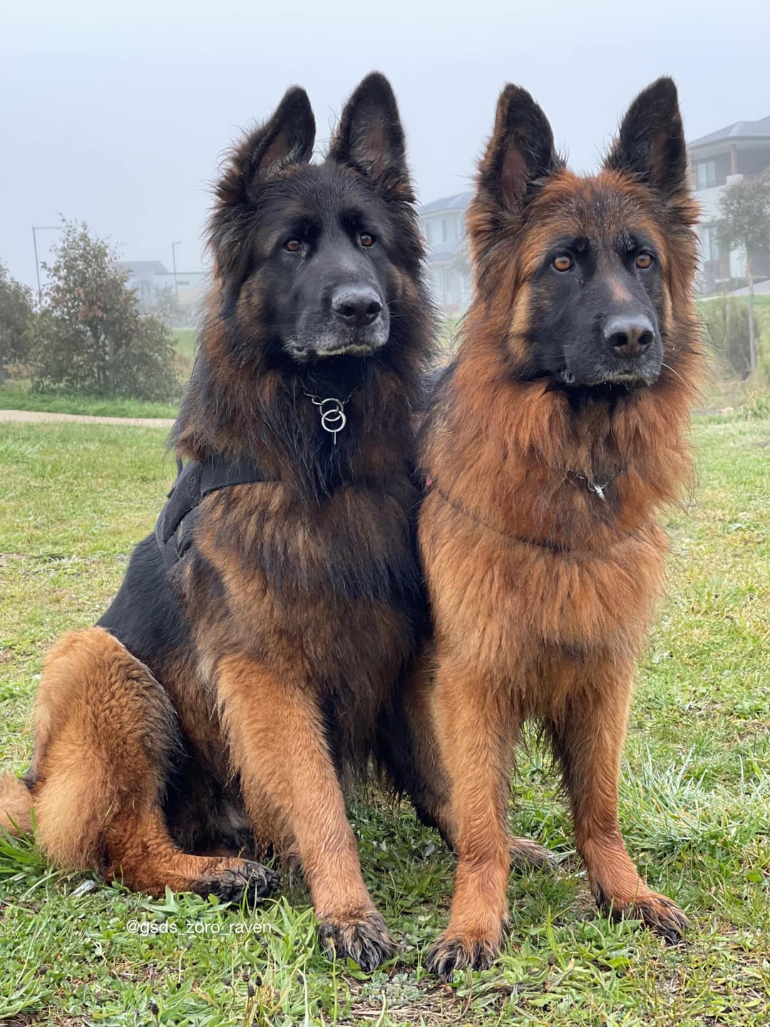 Customer photo review of Canine Joint Plus™️ 500g