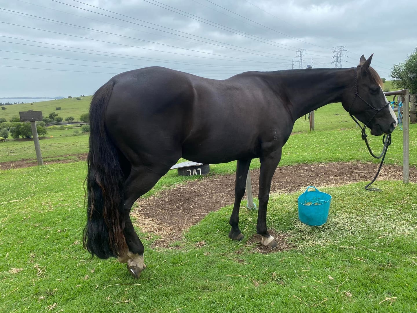 Customer photo review of Equine Joint Plus™️ 2kg
