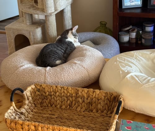 Customer photo review of Taro Pudding Bed