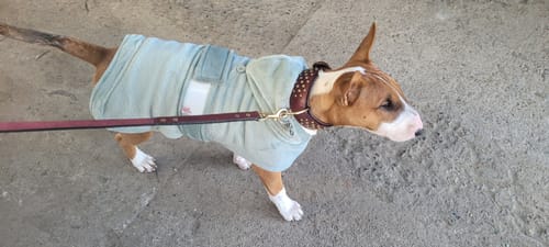 Customer photo review of Hand Made Leather Dog Collar - RuffNeck Cherry & Brass (Wide Fit)