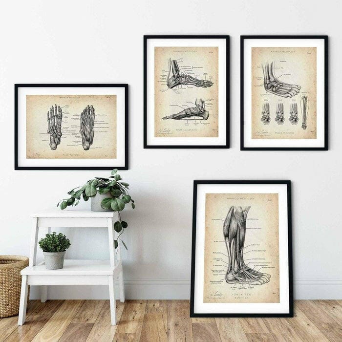 Customer photo review of Fuß Anatomie Sammlung