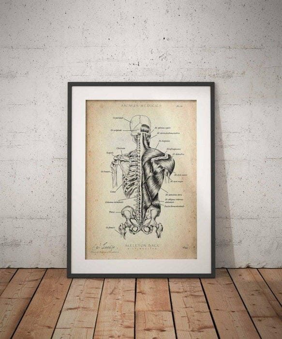 Customer photo review of Rücken Anatomie | Knochen und Muskeln