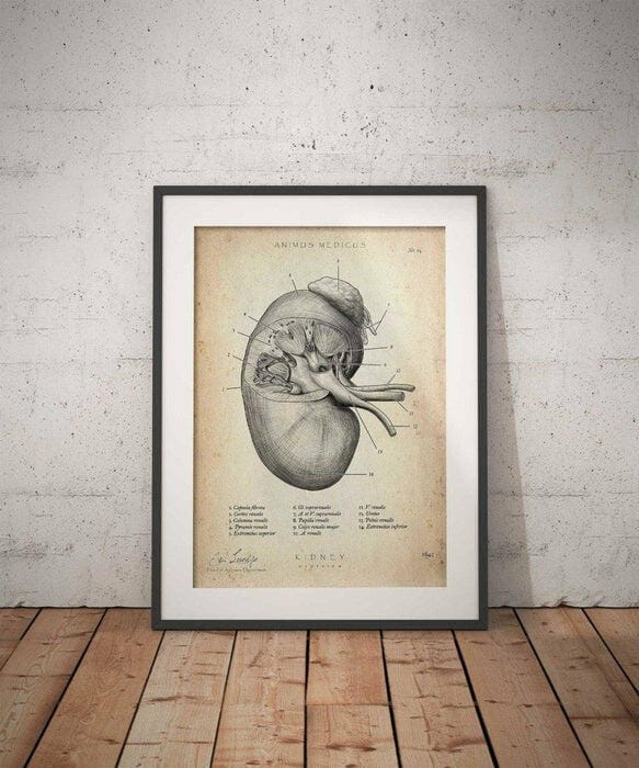 Customer photo review of Nieren Anatomie