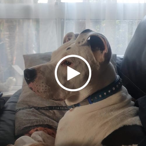 Customer video review of Hand Made Leather Dog Collar - Imperial Blue & Chrome (Slim Fit)