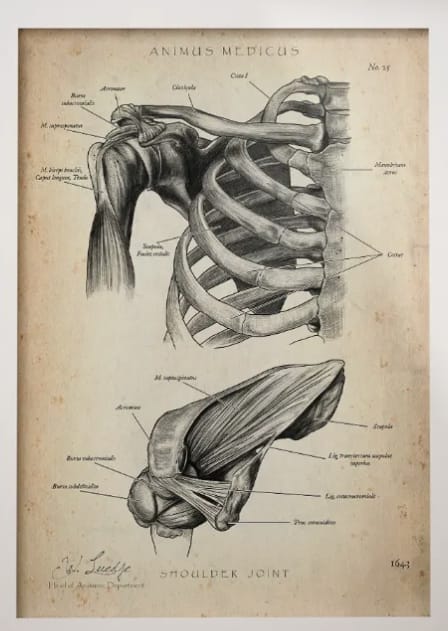 Customer photo review of Schultergelenk Anatomie