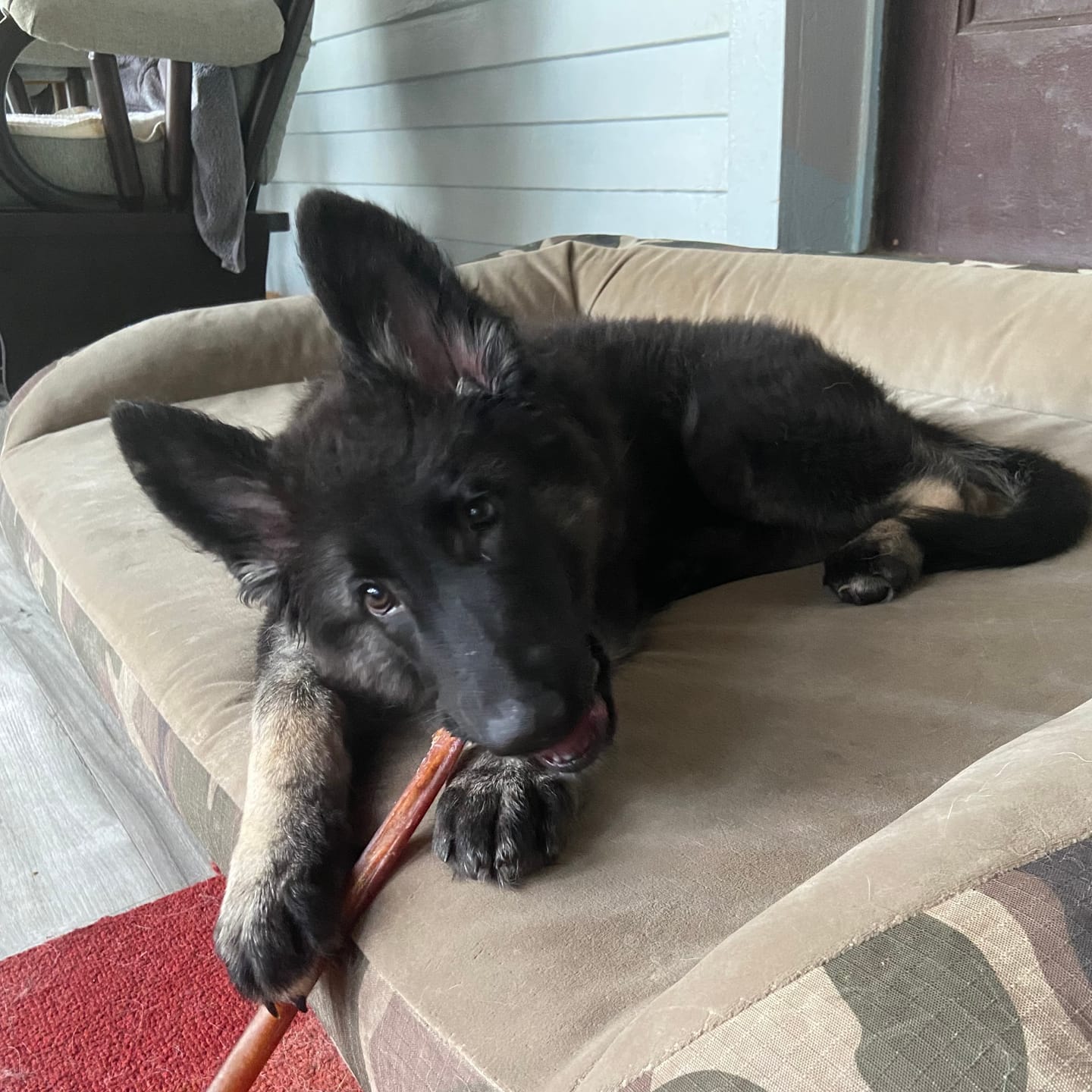 Customer photo review of 12 Inch Standard Bully Stick