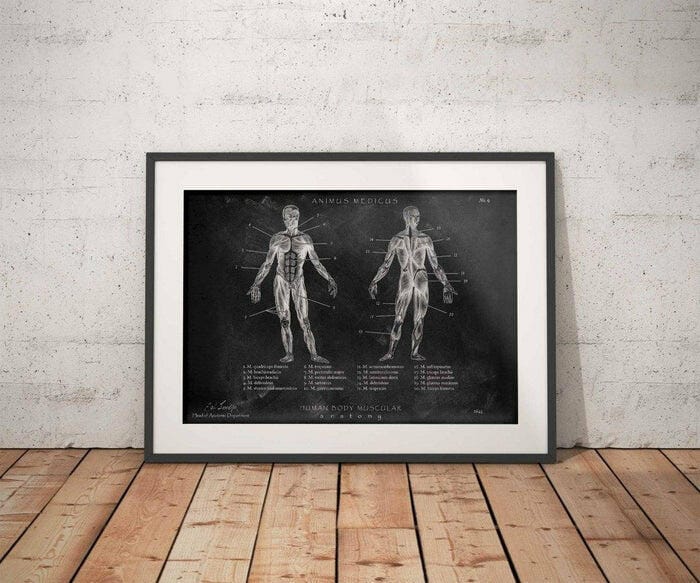 Customer photo review of Muskeln Anatomie - Chalkboard