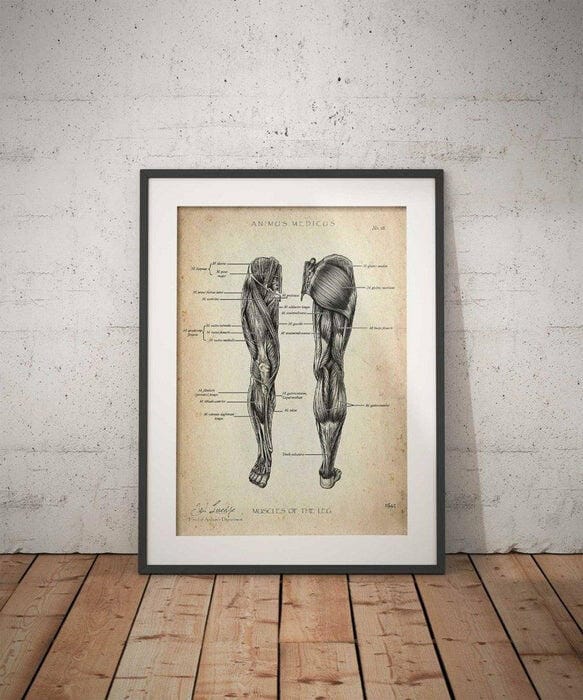Customer photo review of Beinmuskulatur Anatomie